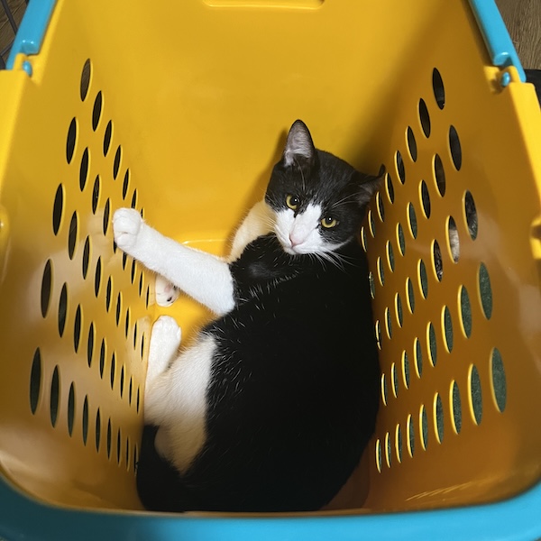 上から猫トイレ3