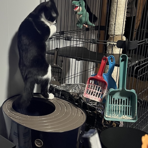上から猫トイレ4