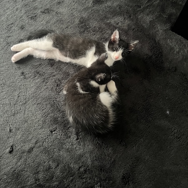 上から猫トイレ6