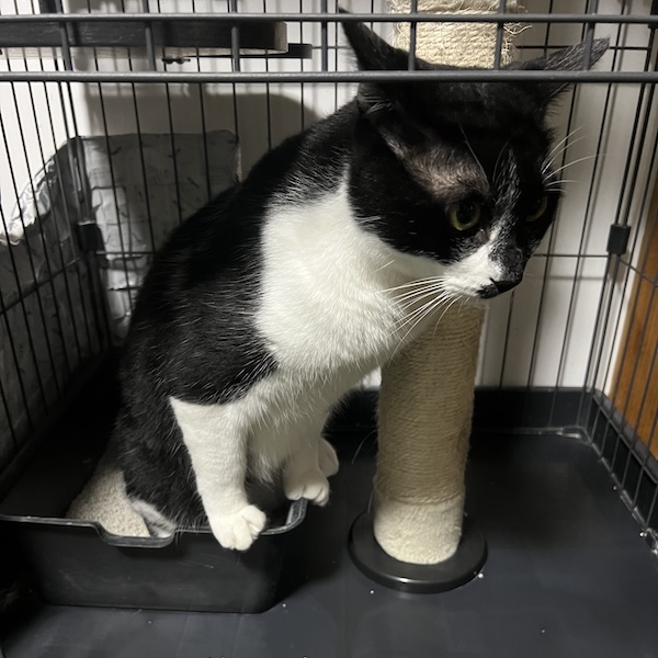 上から猫トイレ7
