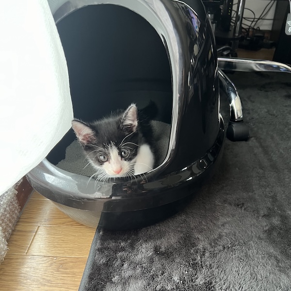 上から猫トイレ8