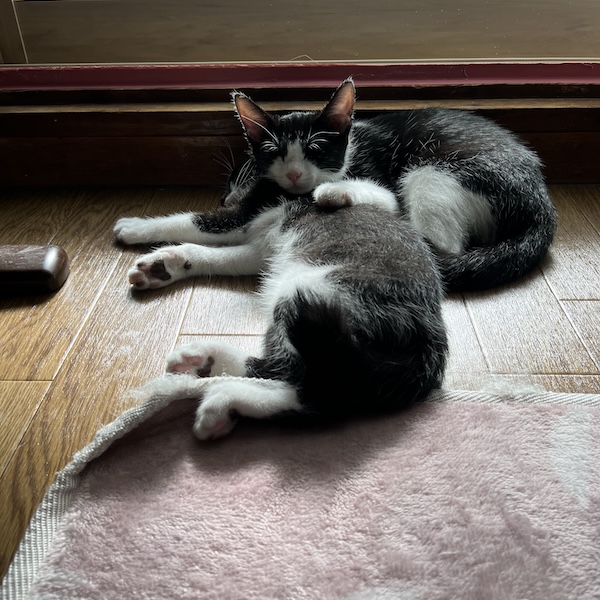 上から猫トイレ10