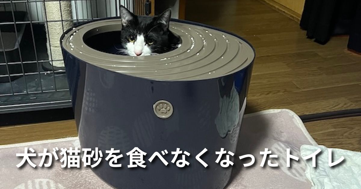 犬が猫砂を食べなくなったトイレ アイキャッチ