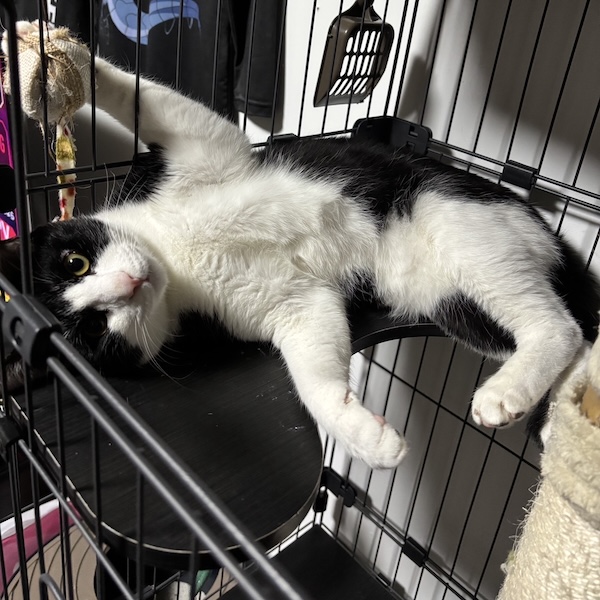 猫の粗相は、1回だけでした4