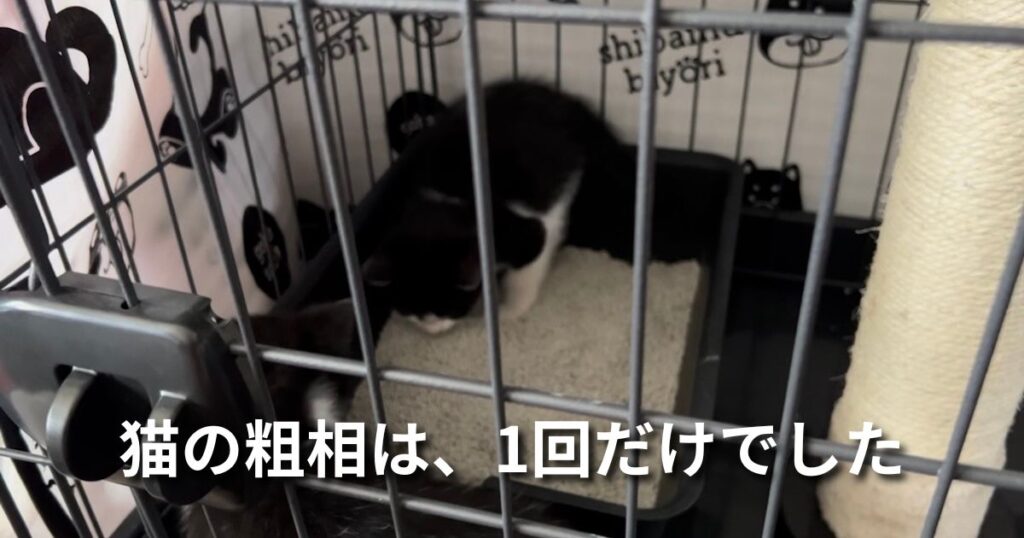 猫の粗相は、1回だけでした アイキャッチ