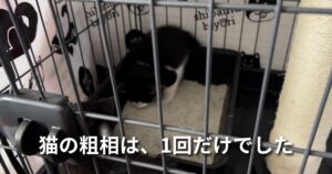 猫の粗相は、1回だけでした アイキャッチ
