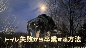 犬アイキャッチ トイレトレーニング