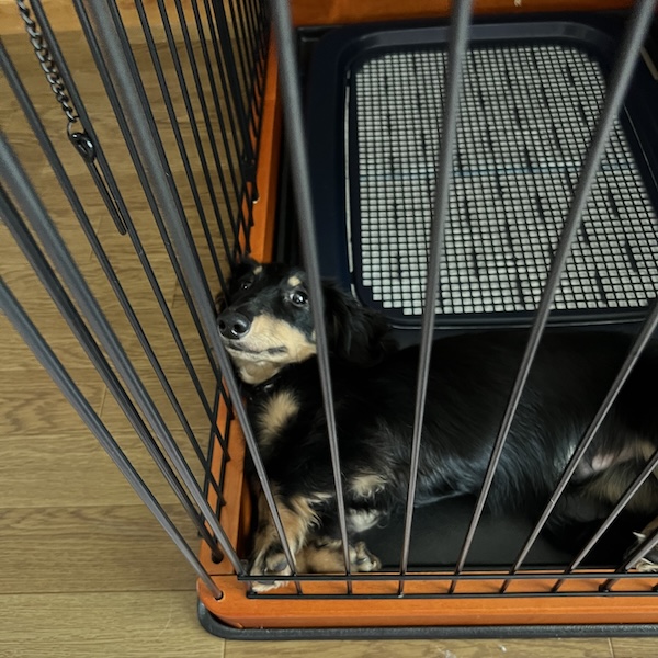 犬のトイレ、毎日失敗して4ヶ月4