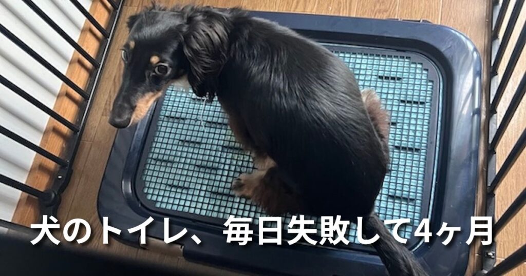 犬のトイレ、毎日失敗して4ヶ月 アイキャッチ