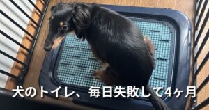 犬のトイレ、毎日失敗して4ヶ月 アイキャッチ