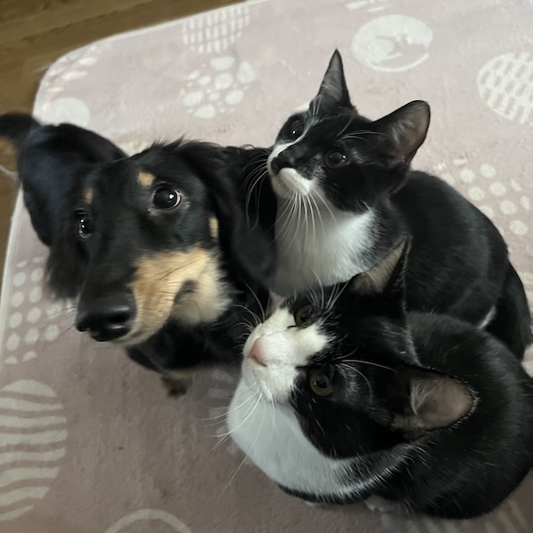 犬猫が仲良くなる方法