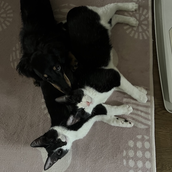 犬猫が仲良くなる方法