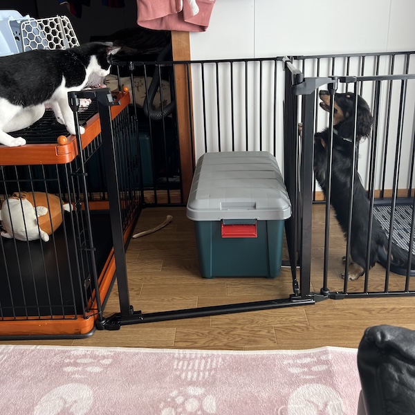犬猫が仲良くなる方法3