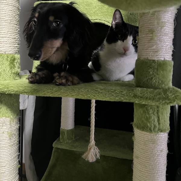 犬猫が仲良くなる方法4