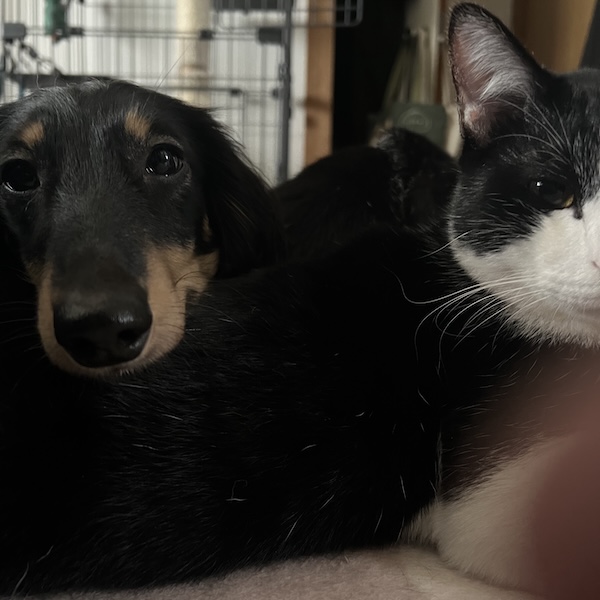 犬猫が仲良くなる方法6