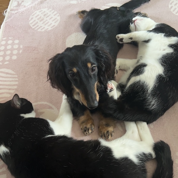 犬猫が仲良くなる方法7