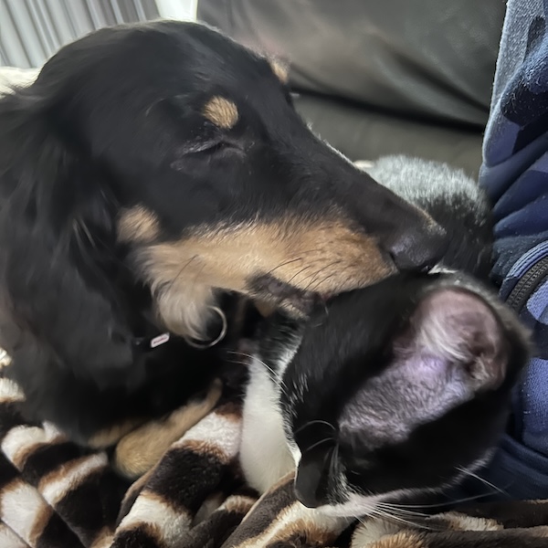 犬猫が仲良くなる方法9