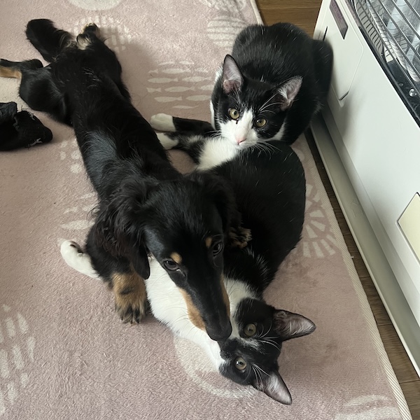 犬猫を一緒に飼うコツ