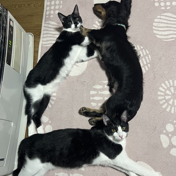 犬猫を一緒に飼うコツ1