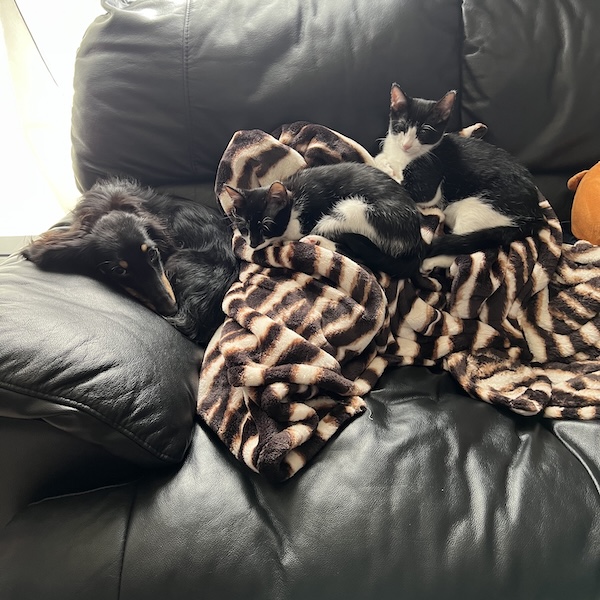 犬猫を一緒に飼うコツ3