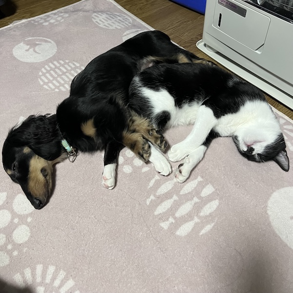犬猫を一緒に飼うコツ7