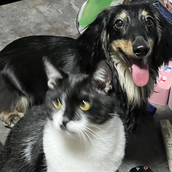 犬猫を一緒に飼うコツ9
