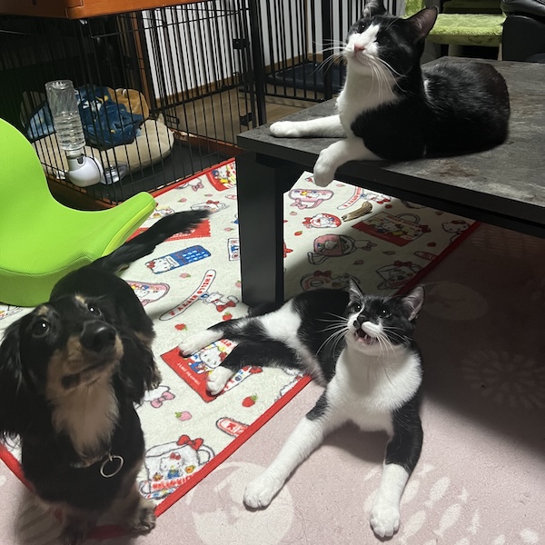 犬猫と暮らす部屋作り2