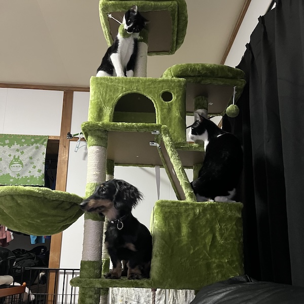 犬猫と暮らす部屋作り5