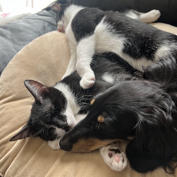 犬猫と暮らす部屋作り7