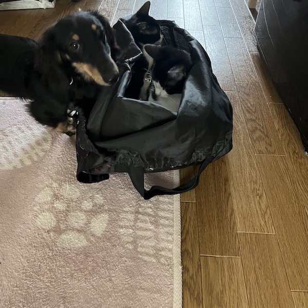 犬猫と暮らす部屋作り9