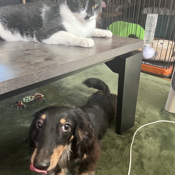 犬猫と暮らす部屋作り10