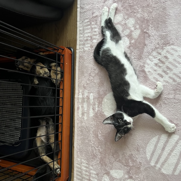 犬猫と暮らす部屋作り11