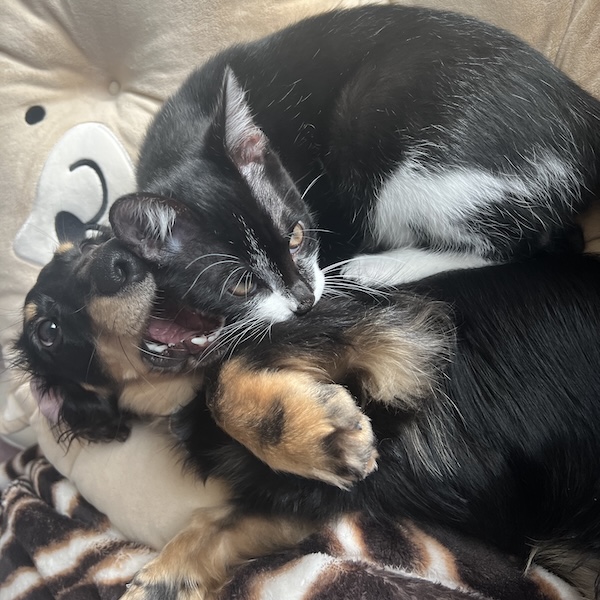 犬猫の臭い対策5