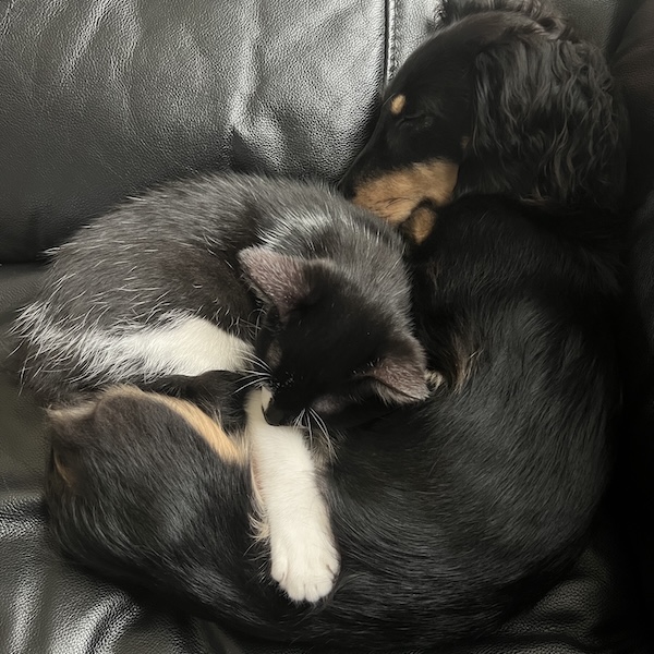 犬猫の臭い対策6