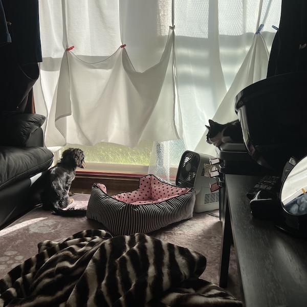 犬猫に臭い対策7