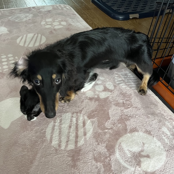 犬猫の臭い対策8