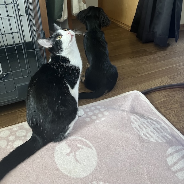 犬猫の防音対策3