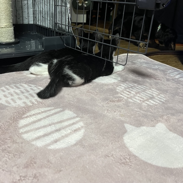 犬猫の防音対策5