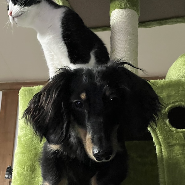 犬猫の防音対策6