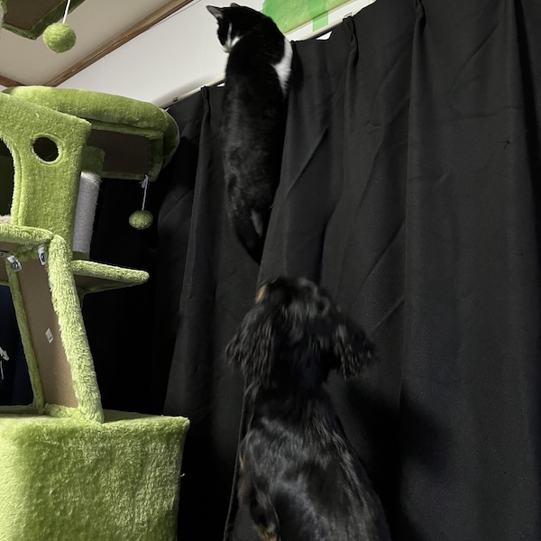 犬猫の防音対策10