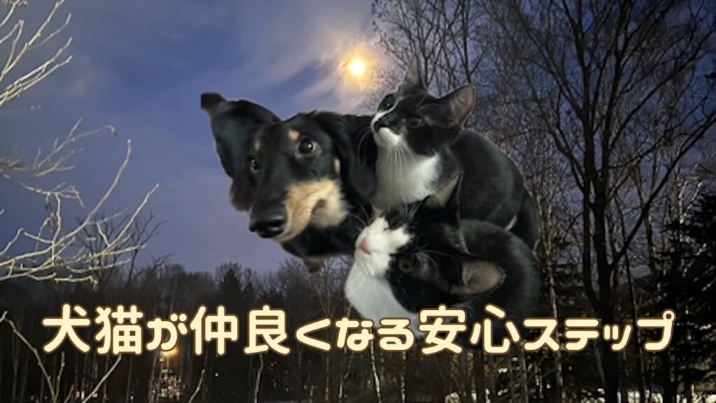 犬猫アイキャッチ 犬猫が仲良くなる方法