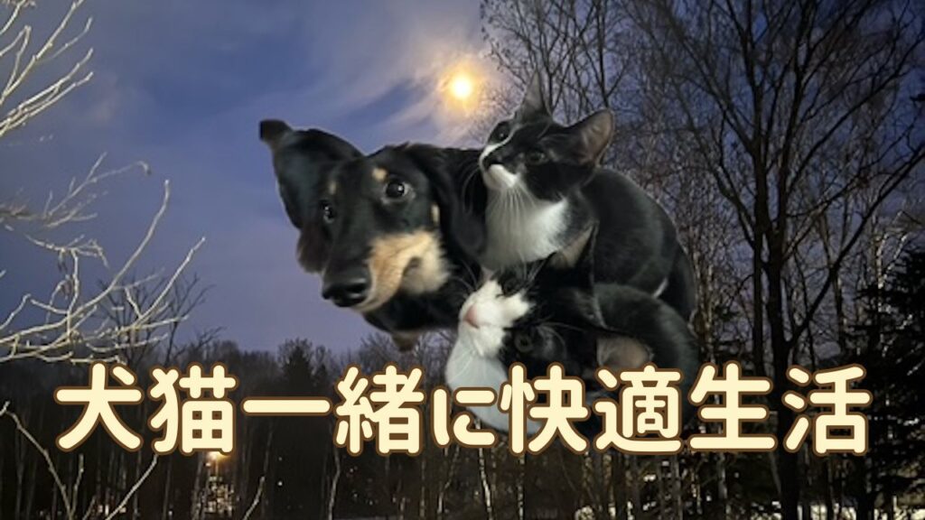 犬猫アイキャッチ 犬猫を一緒に飼うコツ