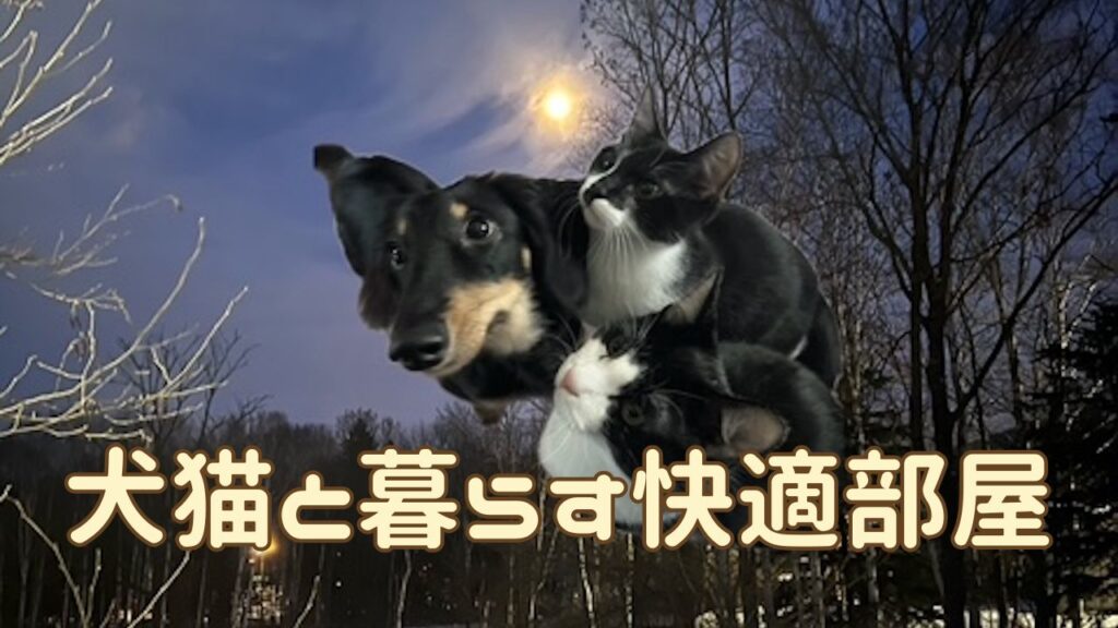 犬猫アイキャッチ 犬猫と暮らす部屋作り