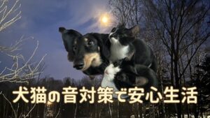 犬猫アイキャッチ 犬猫の防音対策