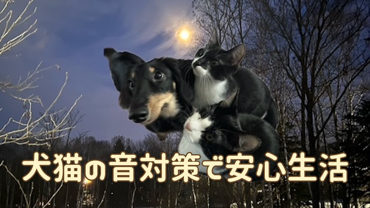 犬猫アイキャッチ 犬猫の防音対策