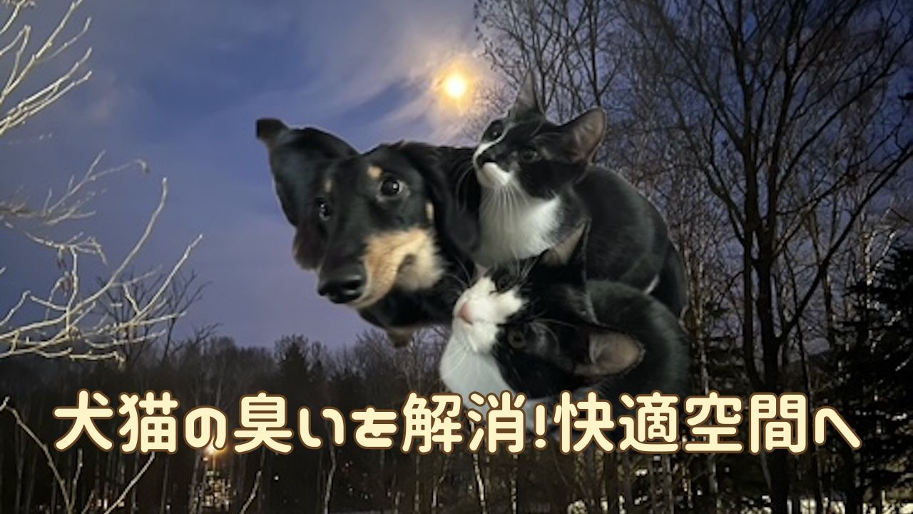 犬猫アイキャッチ 犬猫の臭い対策
