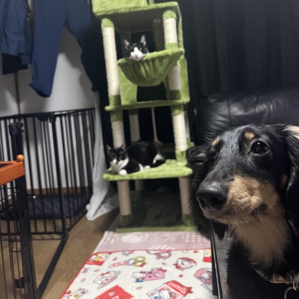 犬猫の脱走防止2