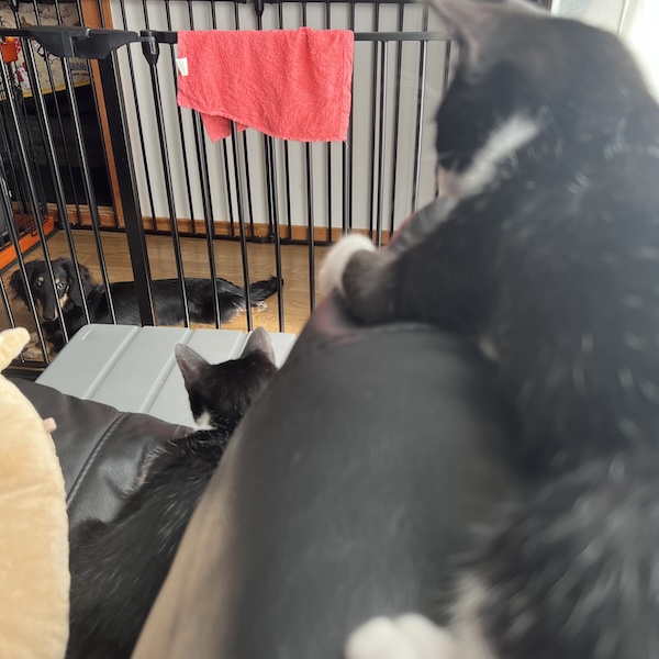 犬猫の脱走防止3