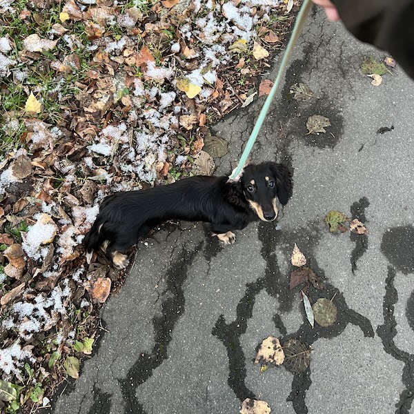 犬猫の脱走防止5