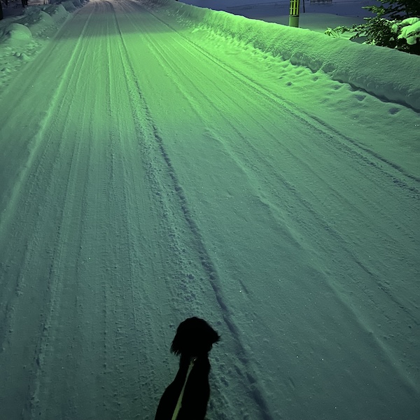 犬猫の脱走防止6